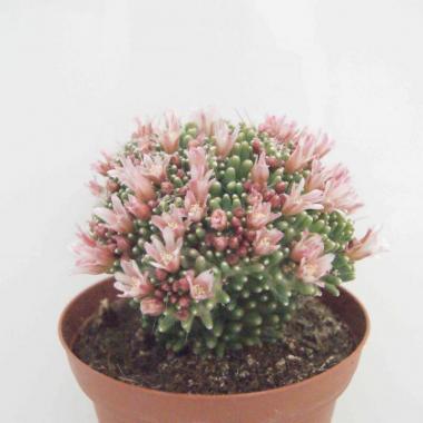 Mammillaria painteri monstruosa